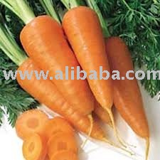 Quality fresh Carrots  for sale