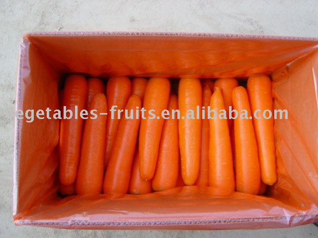 fresh carrot