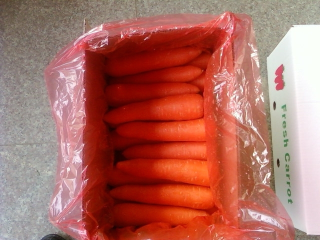 carrot