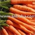 Fresh Carrots