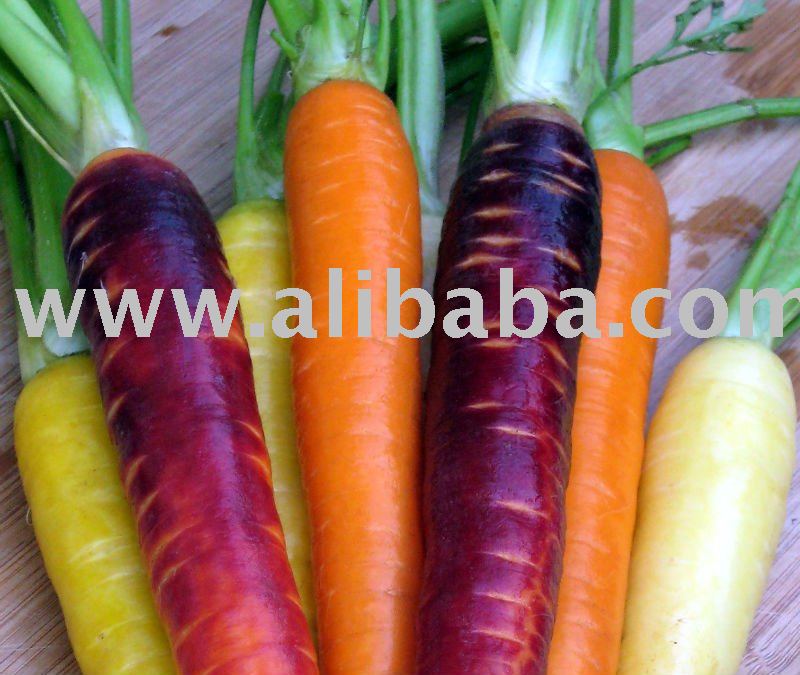 Farm Fresh Carrots