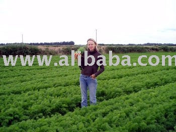we have fresh carrots for sale in bulk