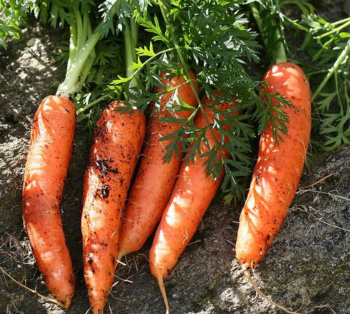 fresh Carrot