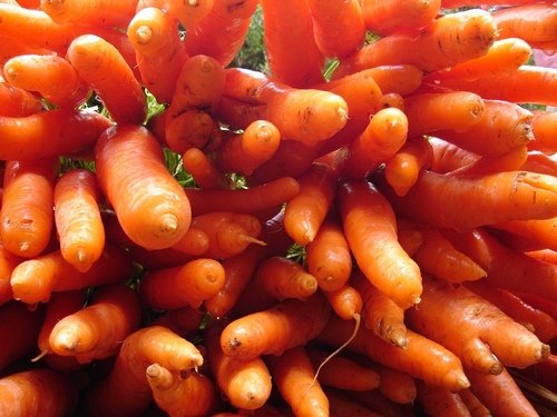 Carrots for exports