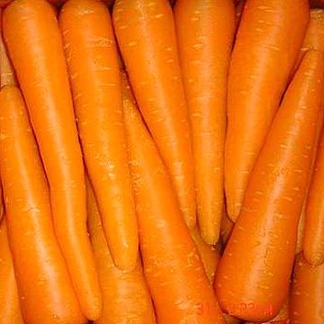 Fresh Carrots for sale