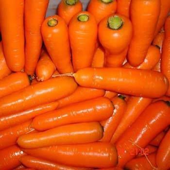 Fresh Carrot