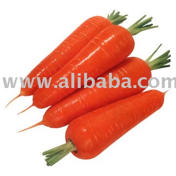 FRESH CARROTS READY FOR EXPORT