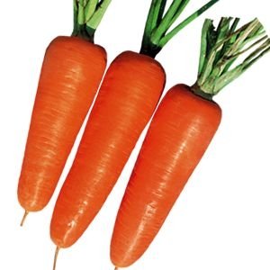 Seeds of carrot