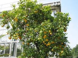 Citrus Sinensis.