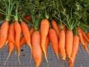 carrots