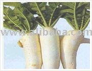 Carrot