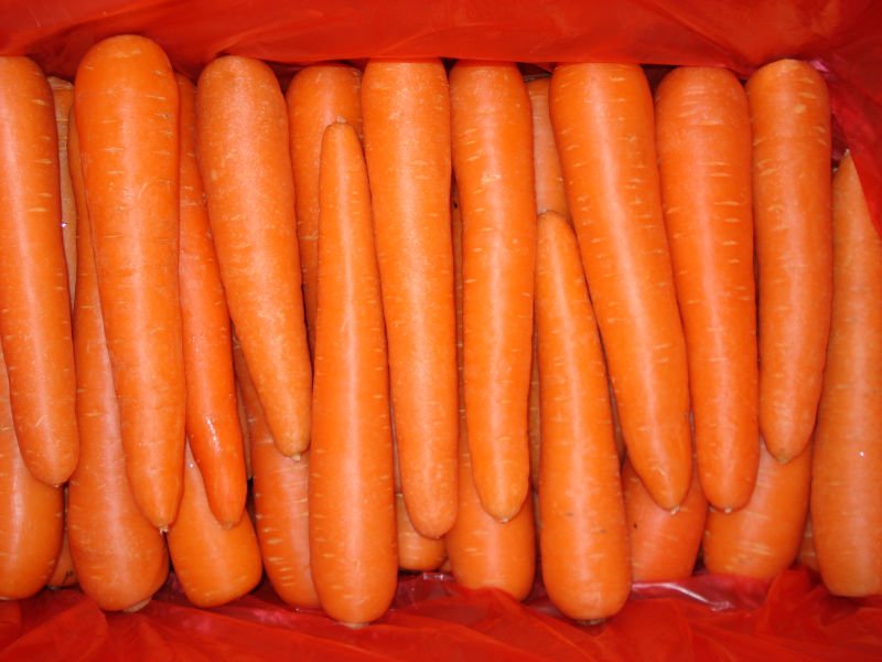 fresh carrot