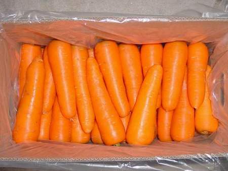 Fresh Carrot