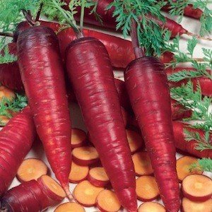 VG7204 PURPLE HAZE Carrot Seeds
