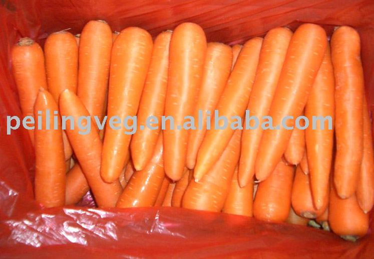 fresh red chinese carrot(new crop)