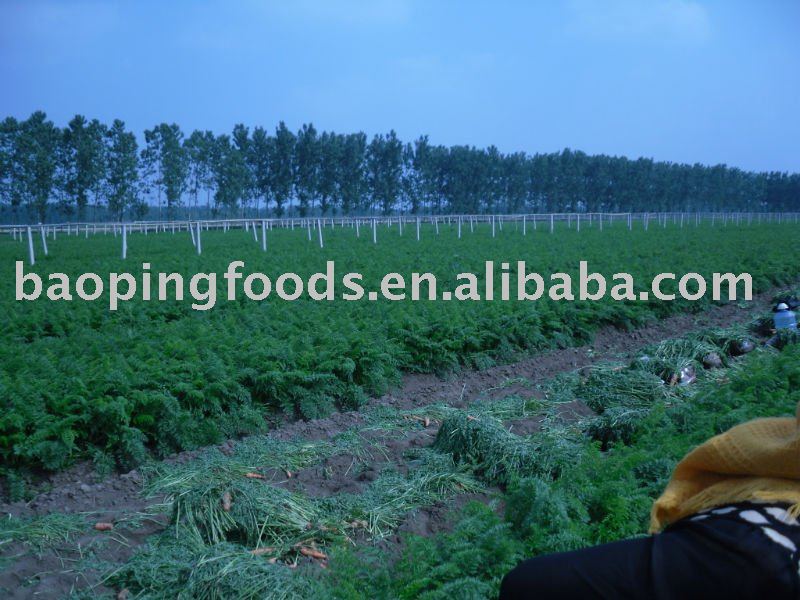 fresh farm carrot