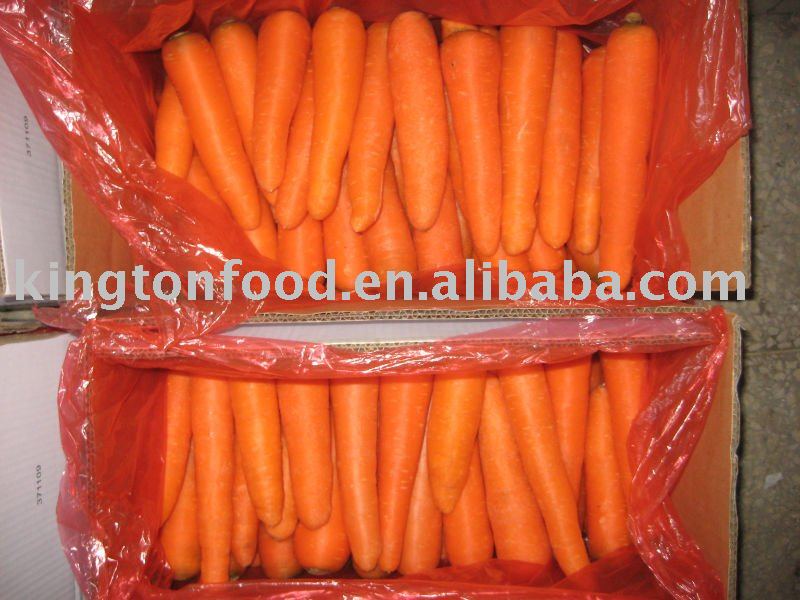 new crop 2011 fresh carrot