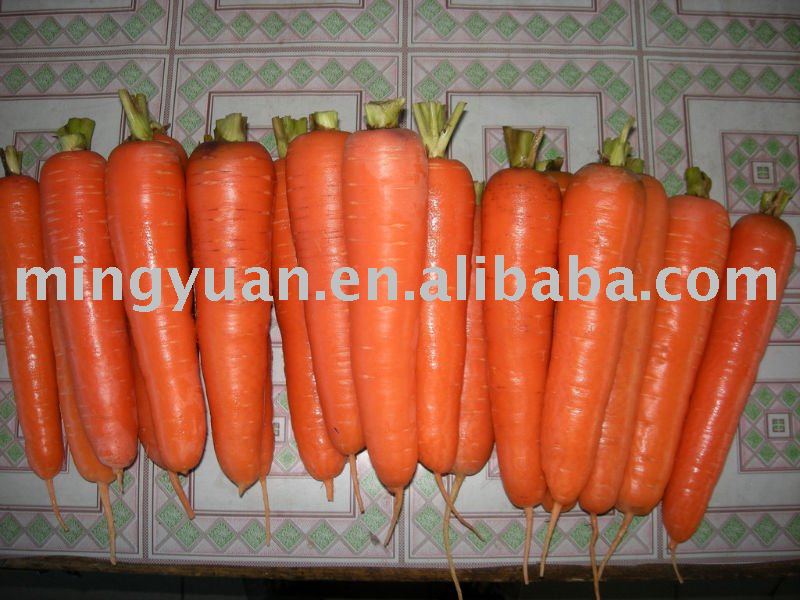 chinese carrot