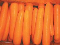 carrot