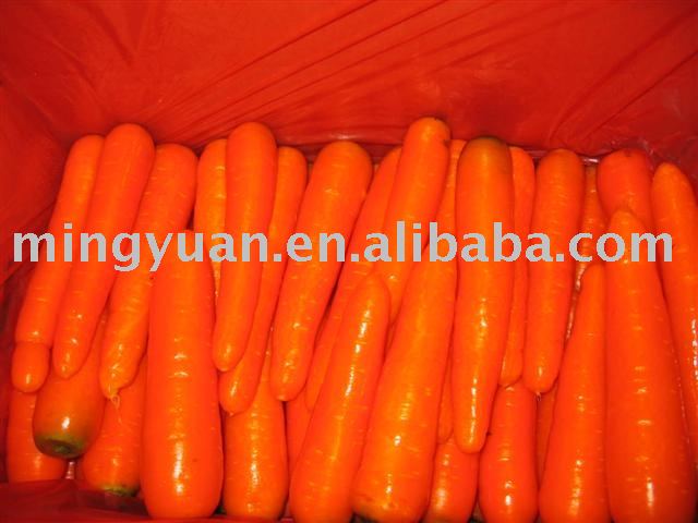 fresh  red carrot