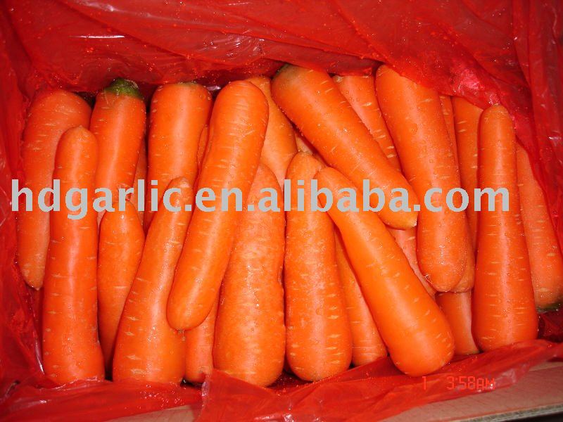 china fresh red carrot