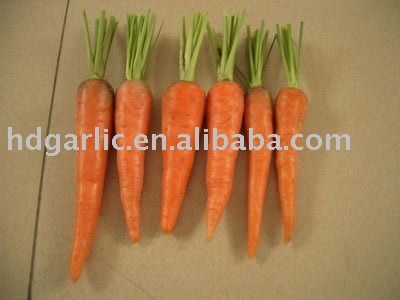 New Crop Red Carrot
