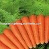 Natural Fresh Carrots farm fresh carrot