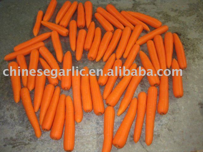 Fujian 316 fresh carrot