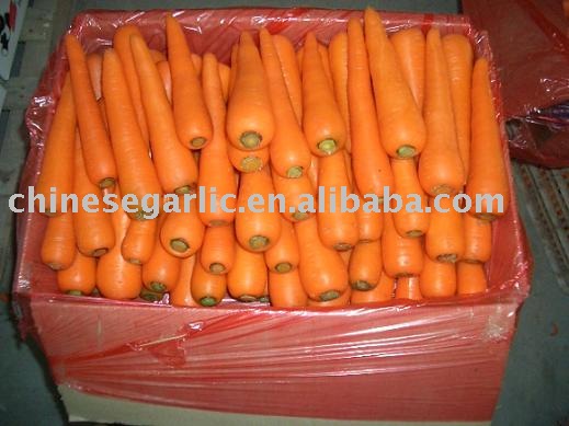 Chinese New Fresh  Carrot - Fujian 316