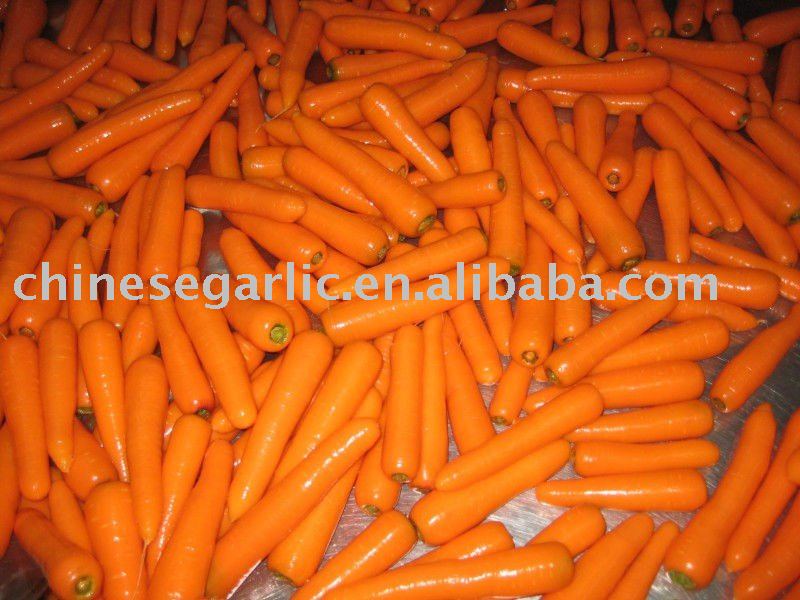 2011 xiamen healthy carrot