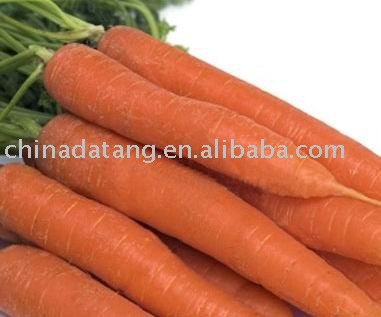 fresh carrot  hot sale CHINESE /autumn harvest 2010 new