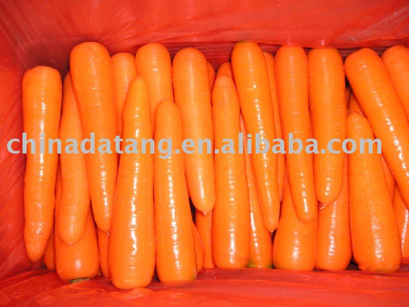 high quality fresh carrot/atumn new harvest 2010