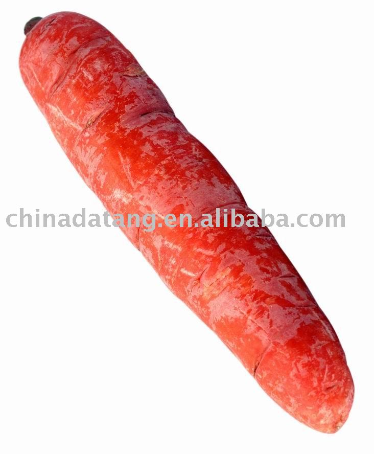 fresh  carrot   2010  NEW  CROP/autumn harvest  carrot 