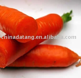 fresh chinese carrot hot sale/the autumn harvest carrot 2010 new