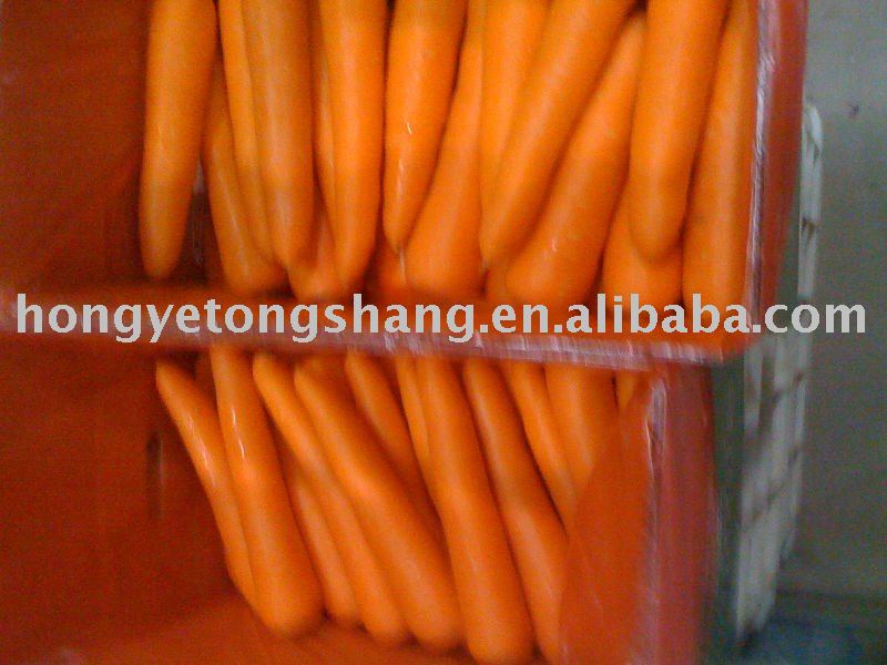 Fresh Carrots Vegetables Import