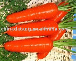 sell fresh chinese carrot 2010