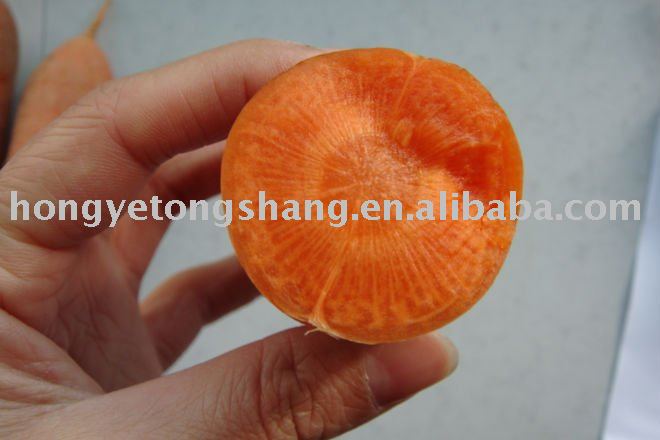 Export Vegetable 316 Carrots  Vegetable