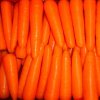 high quality fresh carrot