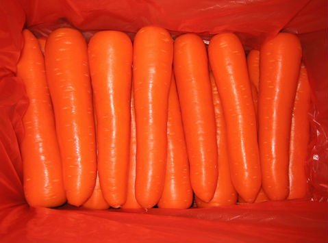fresh Baby Carrots C-040
