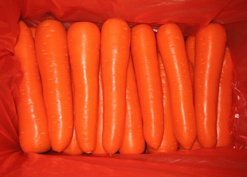 Chinese Fresh carrot C-030