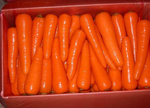 Farm fresh carrot from china C-033