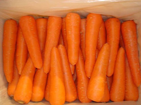 Chinese Fresh Carrot C-025