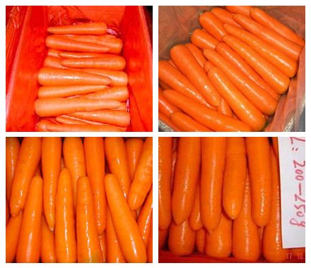 Chinese Fresh Carrot C-019