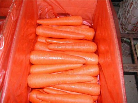 Chinese fresh carrot 2010 C-011