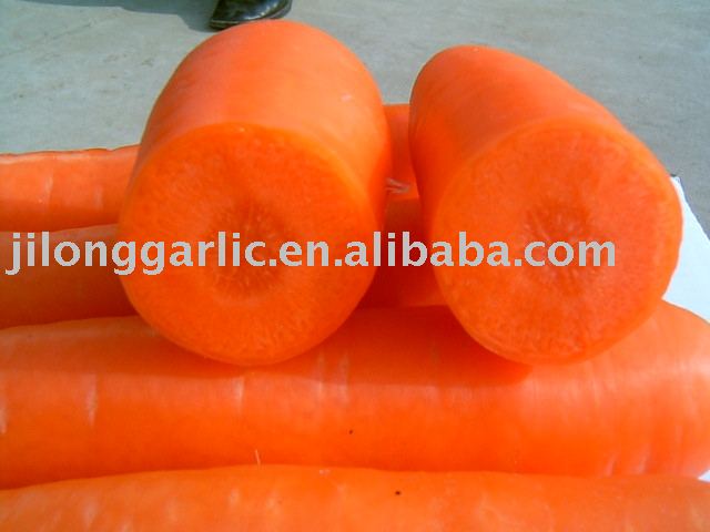 Chinese Carrot