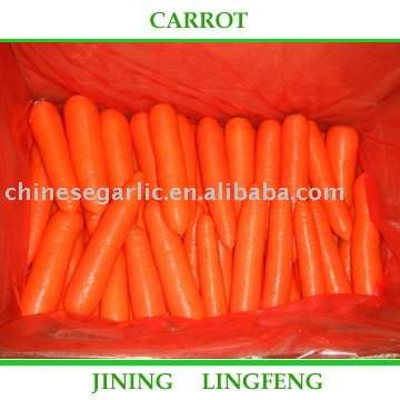 2010 Fresh Fujian Carrot - 80g-150g