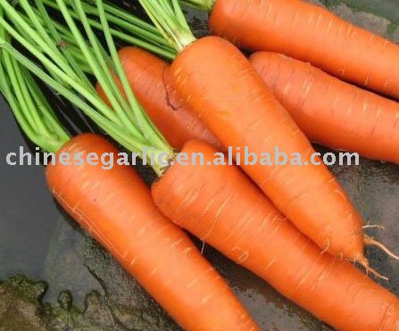 Fujian 2010 New Fresh  Carrot