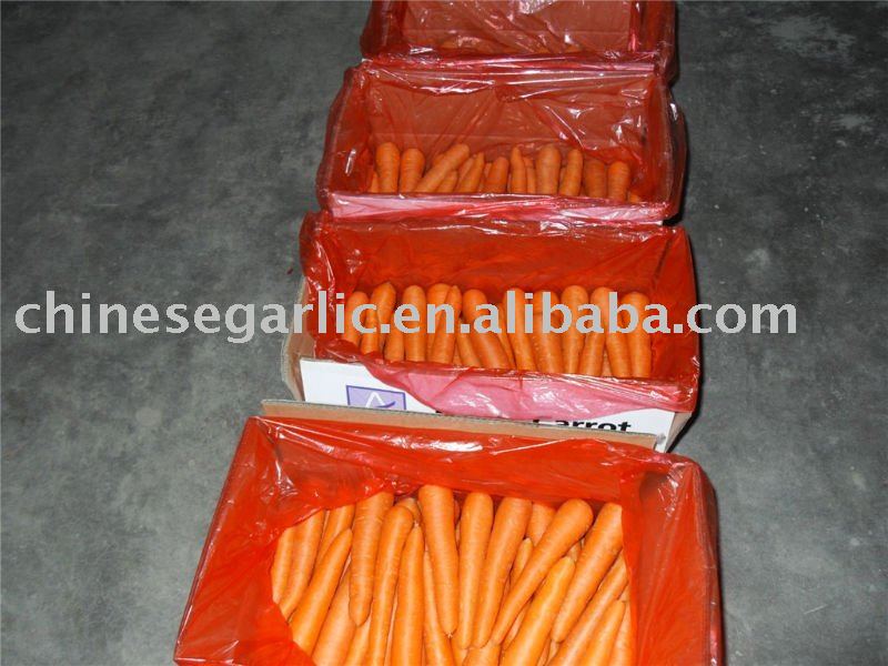 2010 Fujian  New Fresh  Carrot - 316