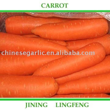 Fujian 316 fresh  carrot