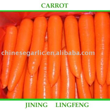 2010 Fujian New fresh  carrot